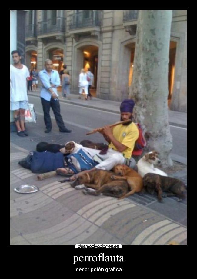perroflauta - descripción grafica