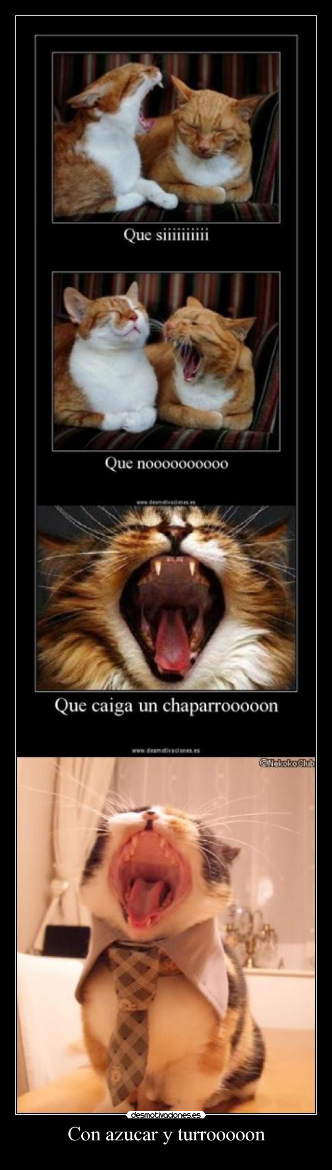 carteles gato cancion desmotivaciones