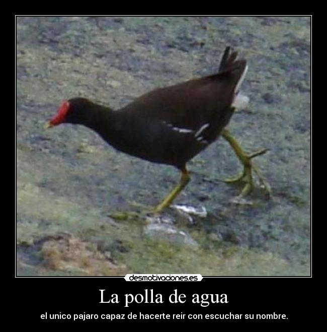 La polla de agua - 