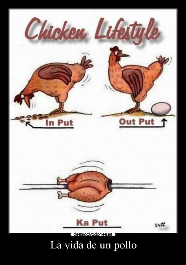 La vida de un pollo -