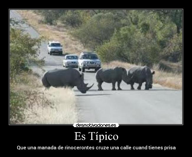 carteles animales desmotivaciones