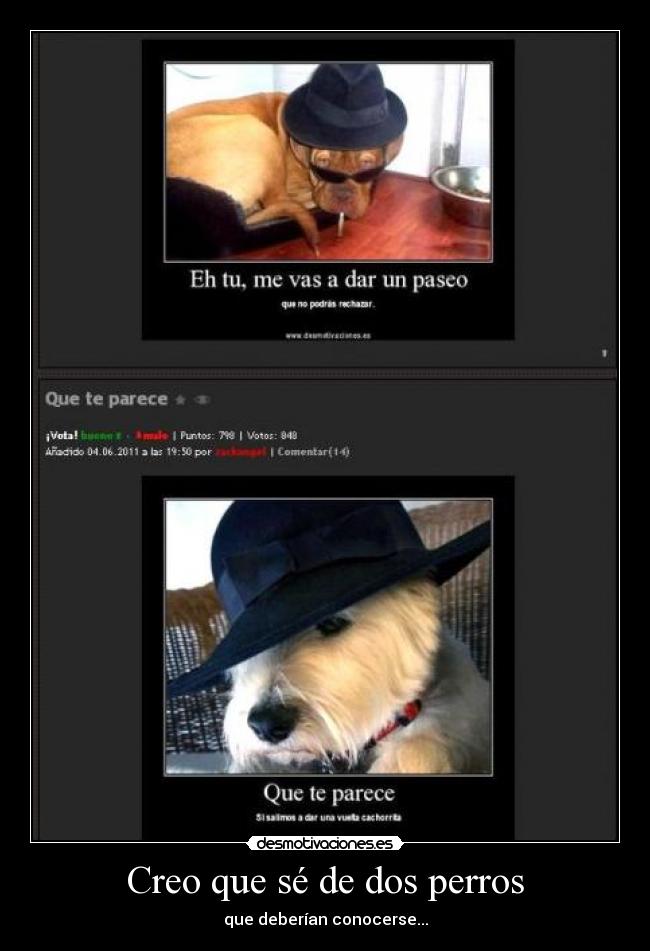 Creo que sé de dos perros - 