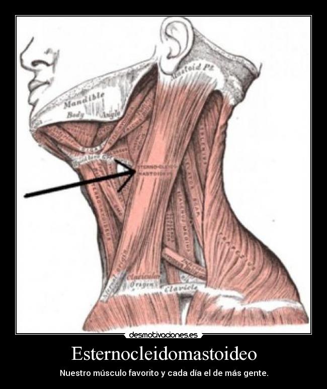 Esternocleidomastoideo - Nuestro músculo favorito y cada día el de más gente.