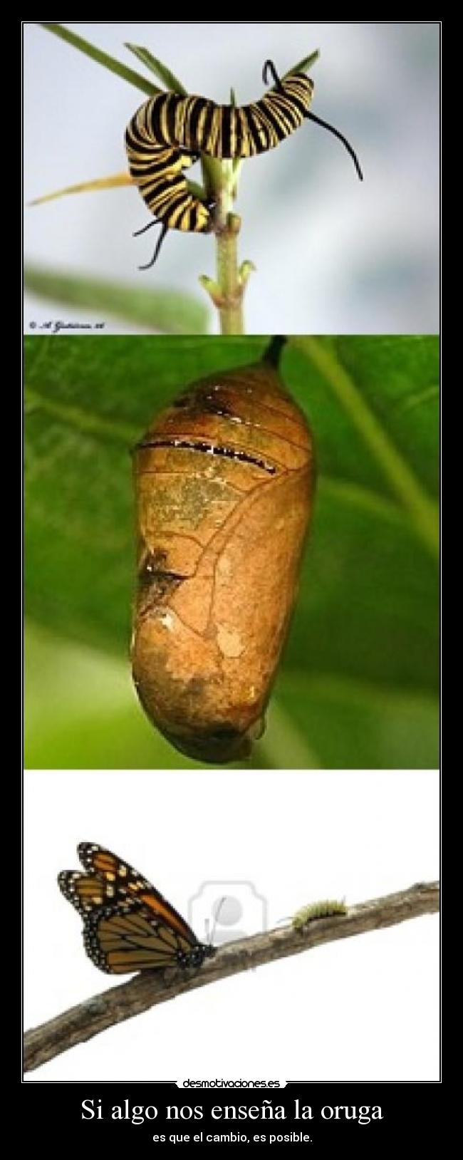 Si algo nos enseña la oruga -
