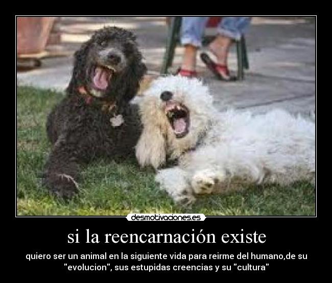 si la reencarnación existe - quiero ser un animal en la siguiente vida para reirme del humano,de su
evolucion, sus estupidas creencias y su cultura