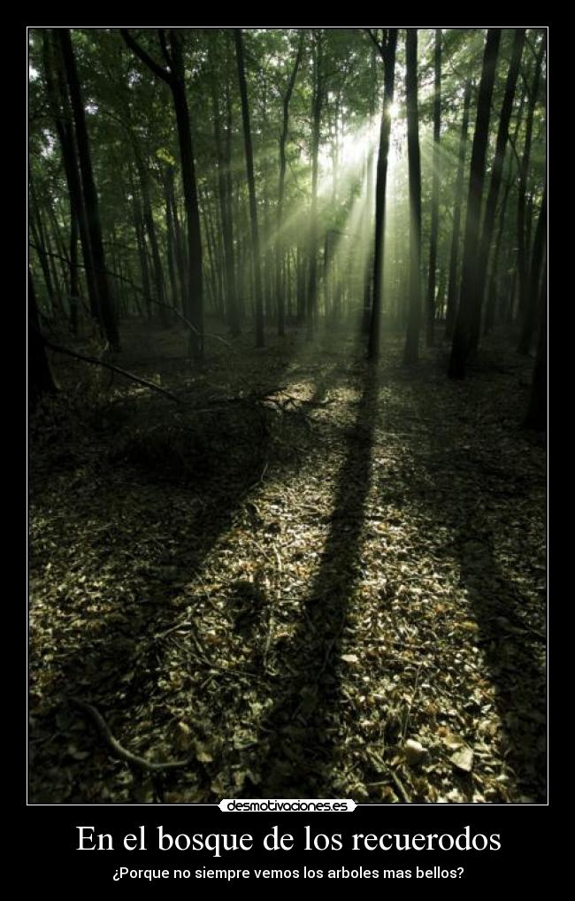 En el bosque de los recuerodos - ¿Porque no siempre vemos los arboles mas bellos?