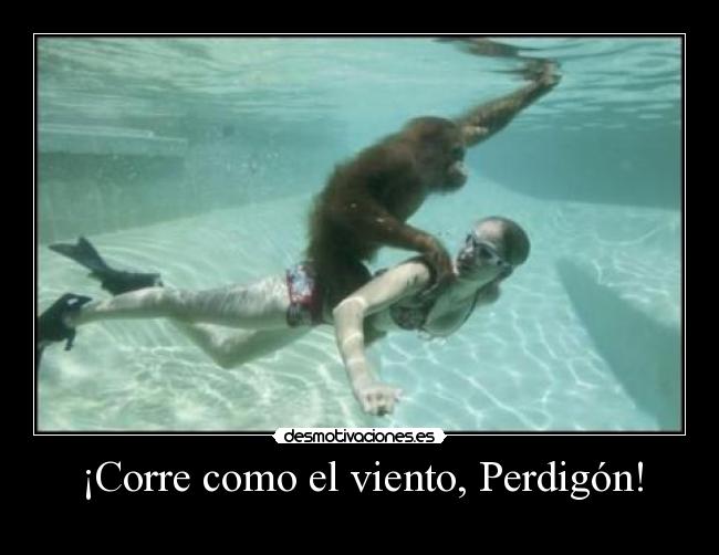 ¡Corre como el viento, Perdigón! -