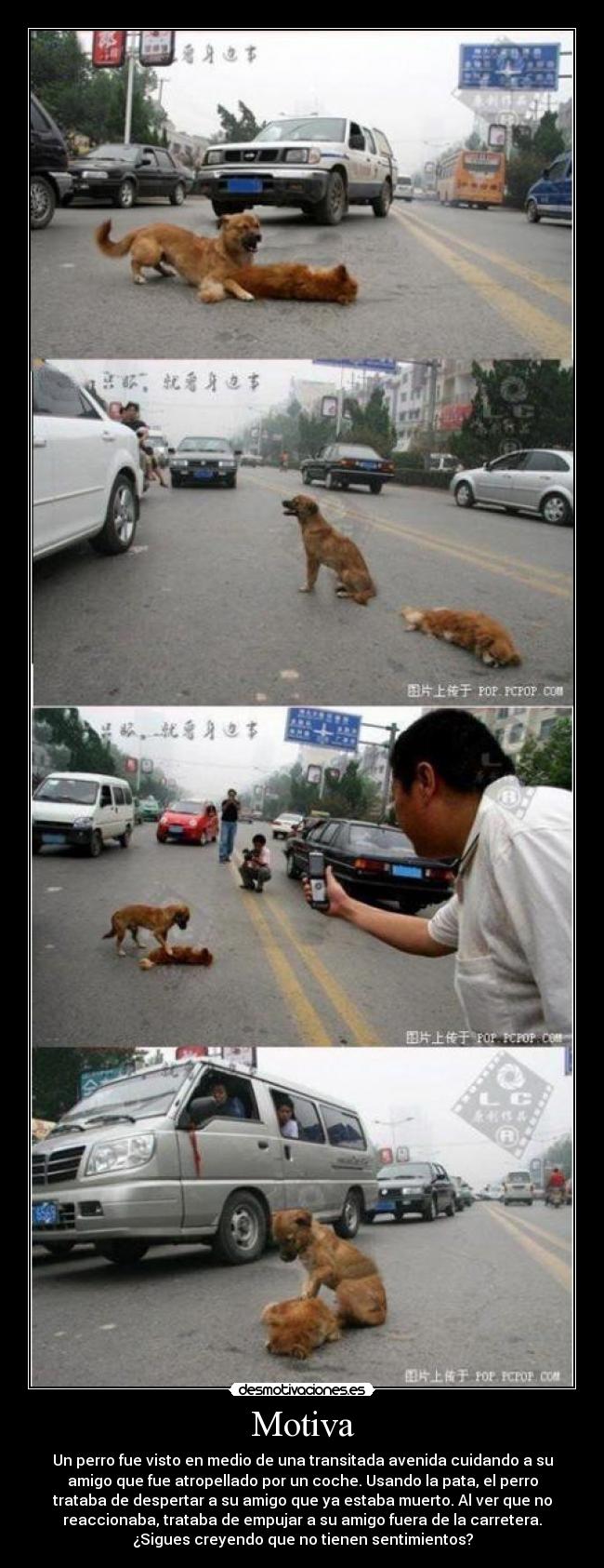 Motiva - Un perro fue visto en medio de una transitada avenida cuidando a su
amigo que fue atropellado por un coche. Usando la pata, el perro
trataba de despertar a su amigo que ya estaba muerto. Al ver que no
reaccionaba, trataba de empujar a su amigo fuera de la carretera.
¿Sigues creyendo que no tienen sentimientos?