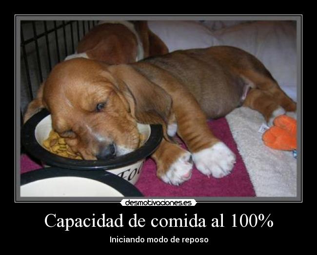 Capacidad de comida al 100% - Iniciando modo de reposo