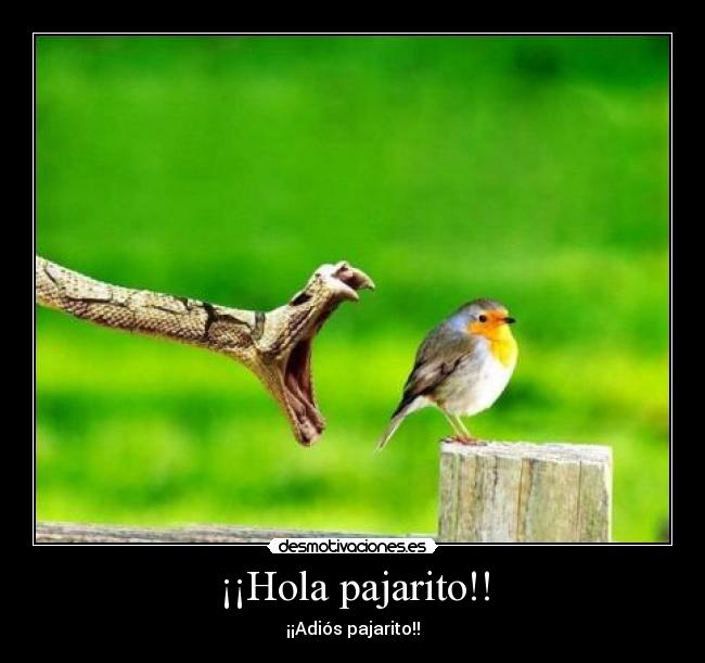 ¡¡Hola pajarito!! -