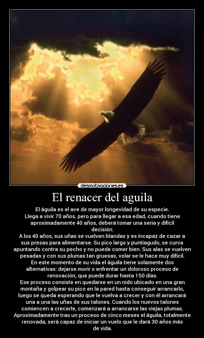 El renacer del aguila - El águila es el ave de mayor longevidad de su especie.
Llega a vivir 70 años, pero para llegar a esa edad, cuando tiene
aproximadamente 40 años, deberá tomar una seria y difícil
decisión.
A los 40 años, sus uñas se vuelven blandas y es incapaz de cazar a
sus presas para alimentarse. Su pico largo y puntiagudo, se curva
apuntando contra su pecho y no puede comer bien. Sus alas se vuelven
pesadas y con sus plumas tan gruesas, volar se le hace muy difícil.
En este momento de su vida el águila tiene solamente dos
alternativas: dejarse morir o enfrentar un doloroso proceso de
renovación, que puede durar hasta 150 días.
Ese proceso consiste en quedarse en un nido ubicado en una gran
montaña y golpear su pico en la pared hasta conseguir arrancarlo,
luego se queda esperando que le vuelva a crecer y con él arrancará
una a una las uñas de sus talones. Cuando los nuevos talones
comiencen a crecerle, comenzará a arrancarse las viejas plumas.
Aproximadamente tras un proceso de cinco meses el águila, totalmente
renovada, será capaz de iniciar un vuelo que le dará 30 años más
de vida.