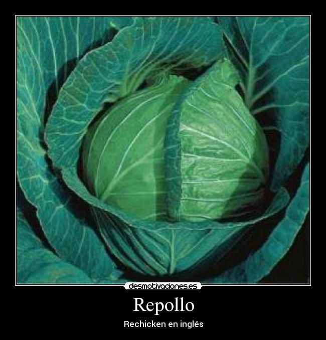 Repollo -