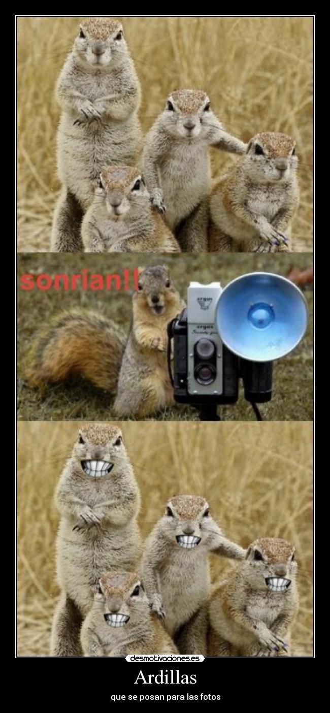 Ardillas - que se posan para las fotos