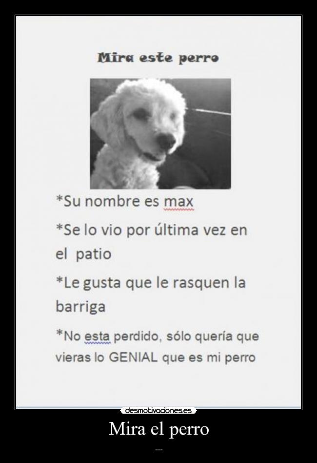 Mira el perro - 