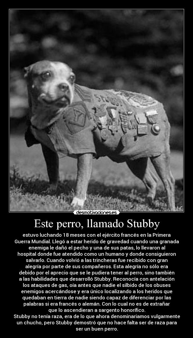 Este perro, llamado Stubby - 
