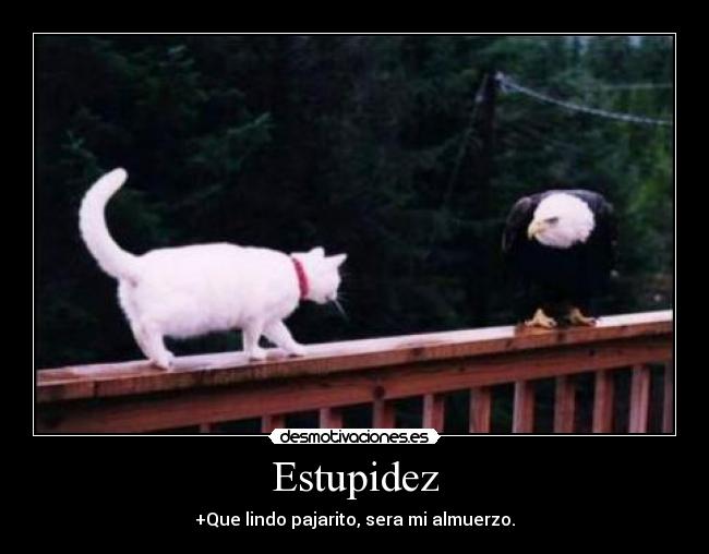 Estupidez - +Que lindo pajarito, sera mi almuerzo.