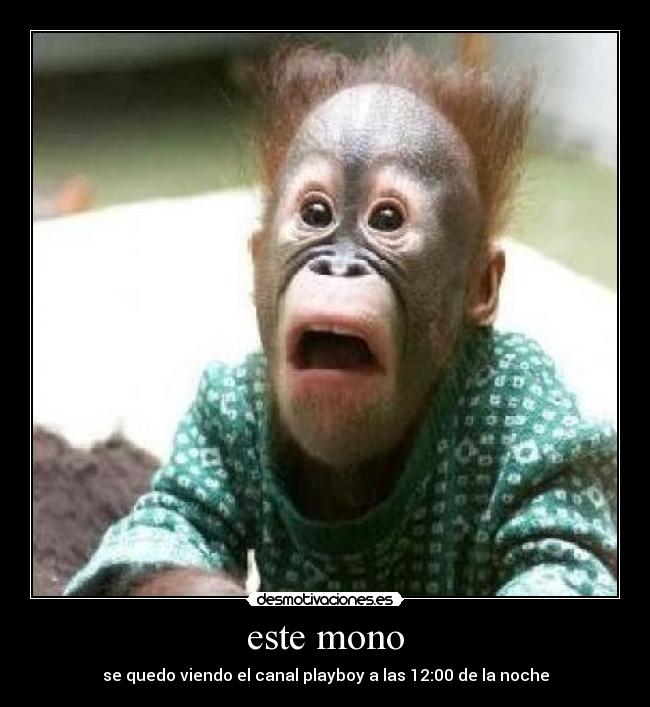 este mono - se quedo viendo el canal playboy a las 12:00 de la noche