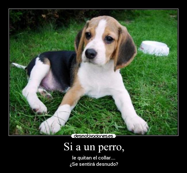 Si a un perro, - le quitan el collar....
¿Se sentirá desnudo?