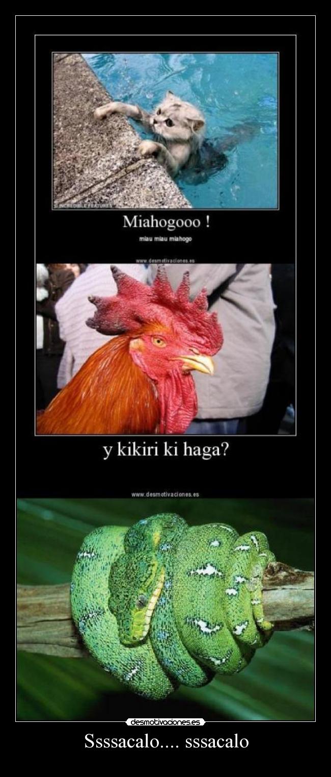 Ssssacalo.... sssacalo - 