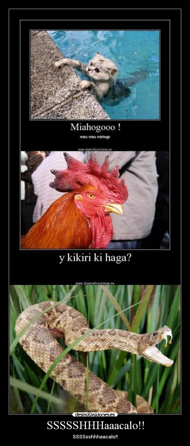SSSSSHHHaaacalo!! -