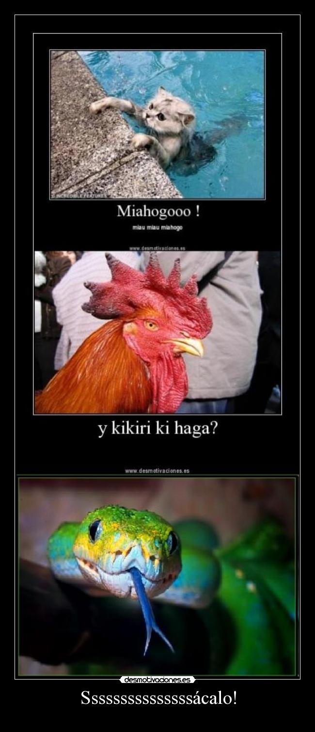 Sssssssssssssssácalo! -