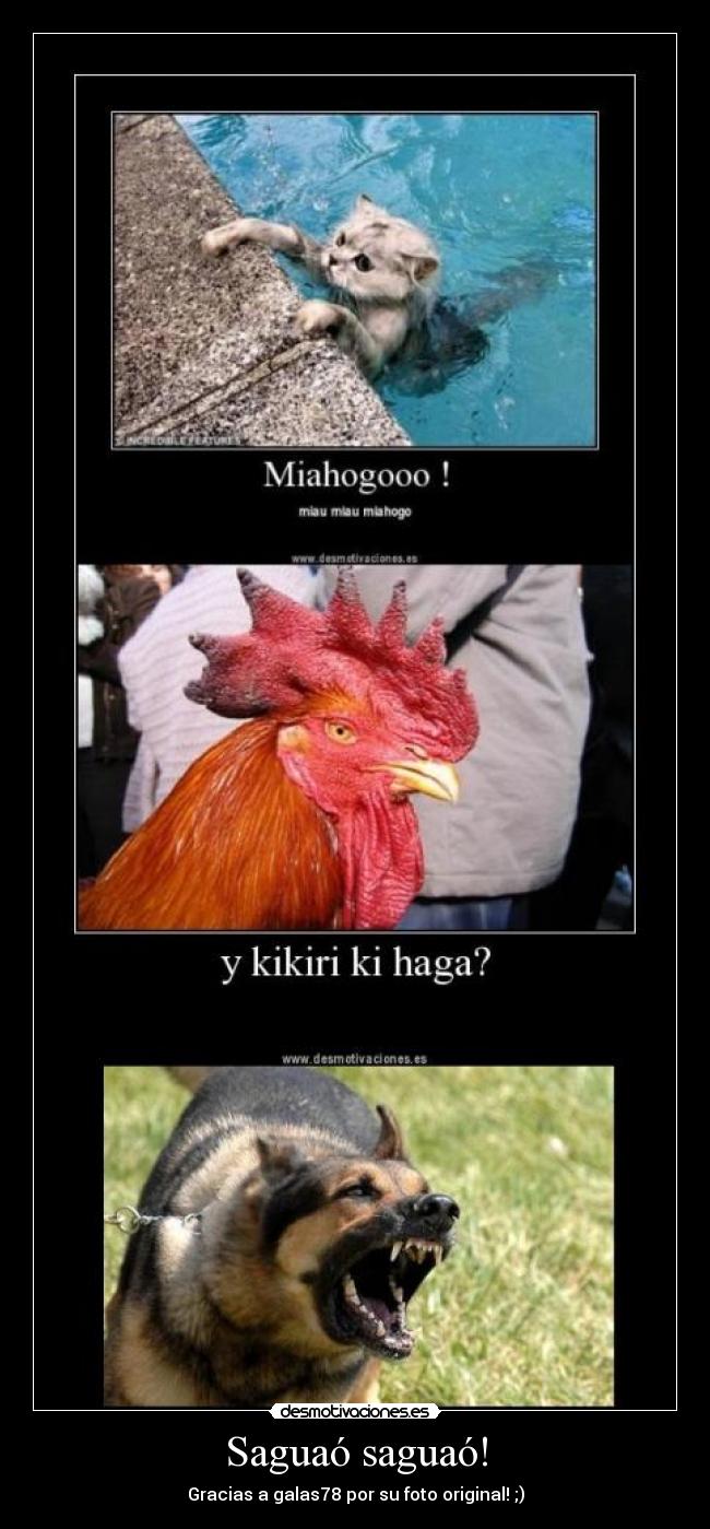 Saguaó saguaó! -