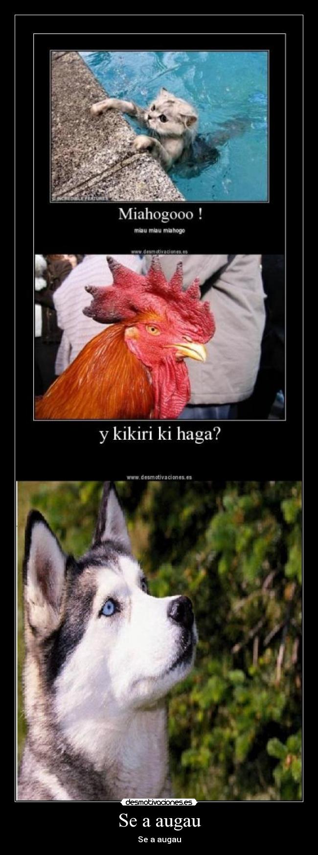 Se a augau - Se a augau