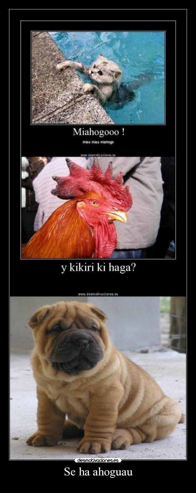 carteles gatospero gallo desmotivaciones