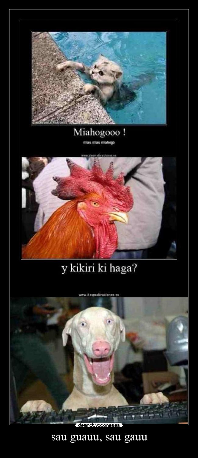 sau guauu, sau gauu -