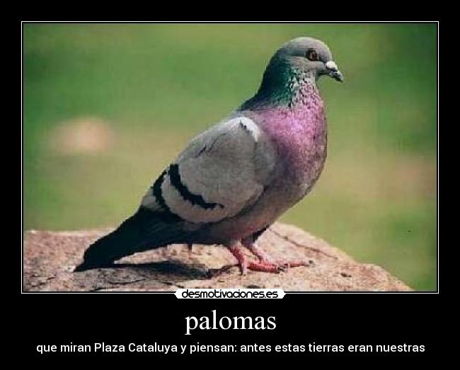 palomas - que miran Plaza Cataluya y piensan: antes estas tierras eran nuestras
