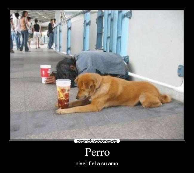 Perro - nivel: fiel a su amo.