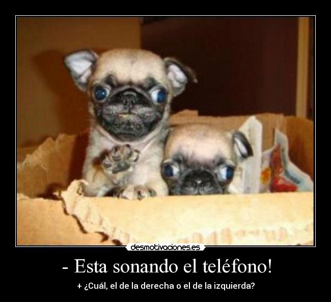 - Esta sonando el teléfono! - + ¿Cuál, el de la derecha o el de la izquierda?