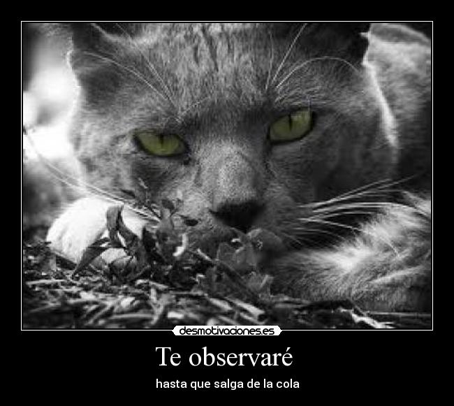 Te observaré  - 