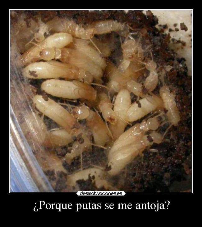 ¿Porque putas se me antoja? - 