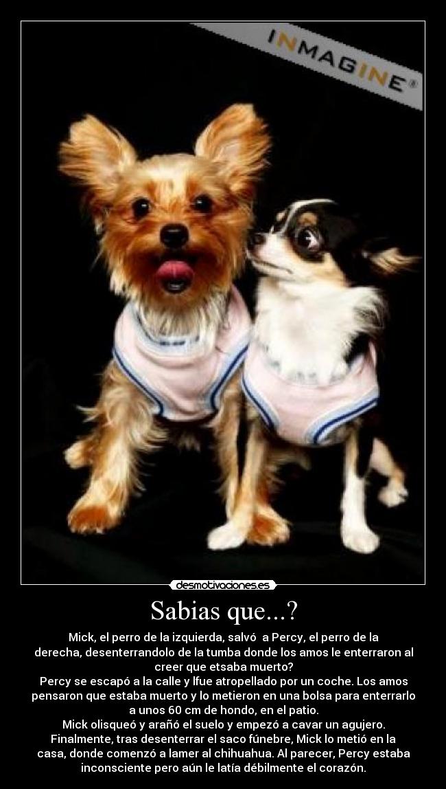 Sabias que...? - Mick, el perro de la izquierda, salvó a Percy, el perro de la
derecha, desenterrandolo de la tumba donde los amos le enterraron al
creer que etsaba muerto?
Percy se escapó a la calle y lfue atropellado por un coche. Los amos
pensaron que estaba muerto y lo metieron en una bolsa para enterrarlo
a unos 60 cm de hondo, en el patio.
Mick olisqueó y arañó el suelo y empezó a cavar un agujero.
Finalmente, tras desenterrar el saco fúnebre, Mick lo metió en la
casa, donde comenzó a lamer al chihuahua. Al parecer, Percy estaba
inconsciente pero aún le latía débilmente el corazón.