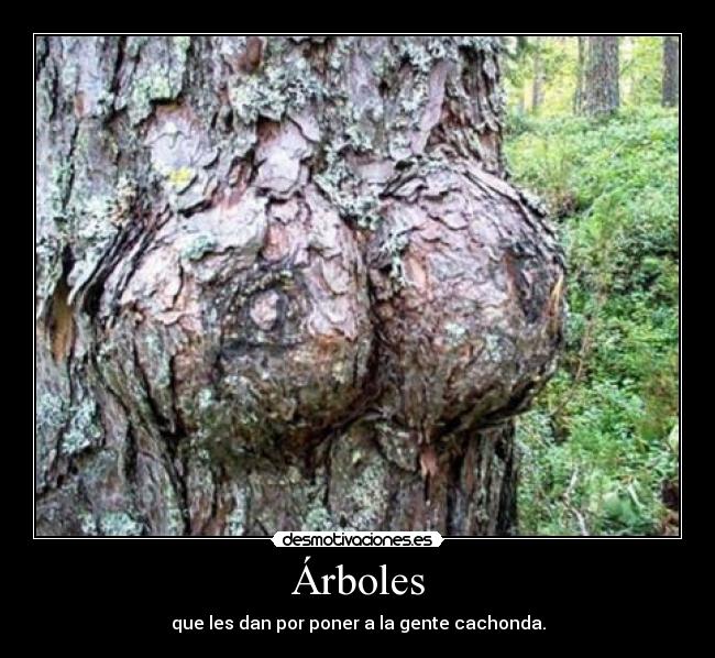 Árboles - 