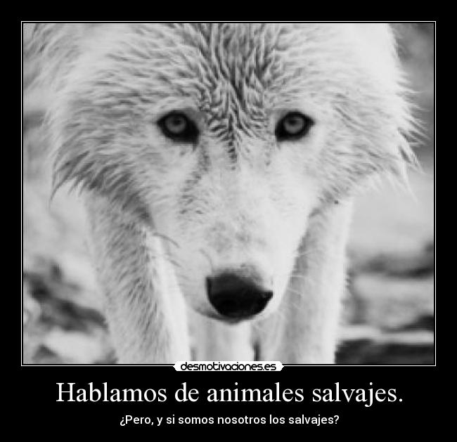 Hablamos de animales salvajes. - ¿Pero, y si somos nosotros los salvajes?