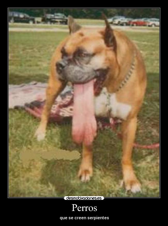Perros - 