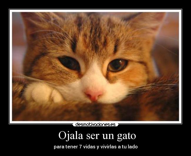  Ojala ser un gato - 