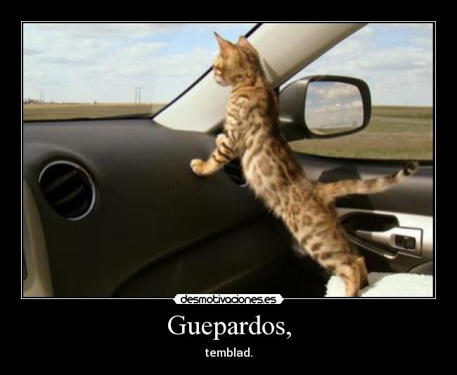 Guepardos, - temblad.