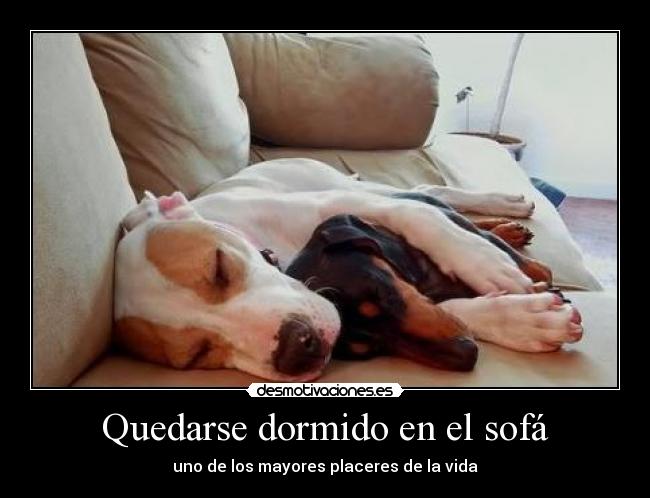 carteles perro perros sofa dormir cartel placer desmotivaciones