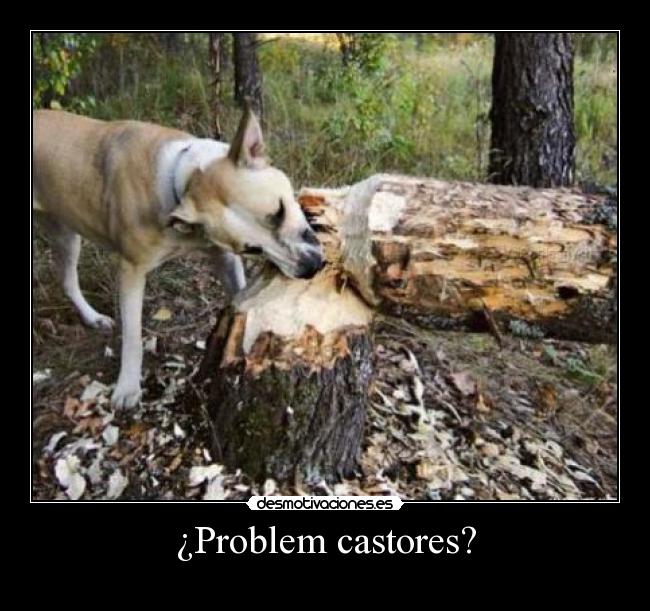 ¿Problem castores? - 