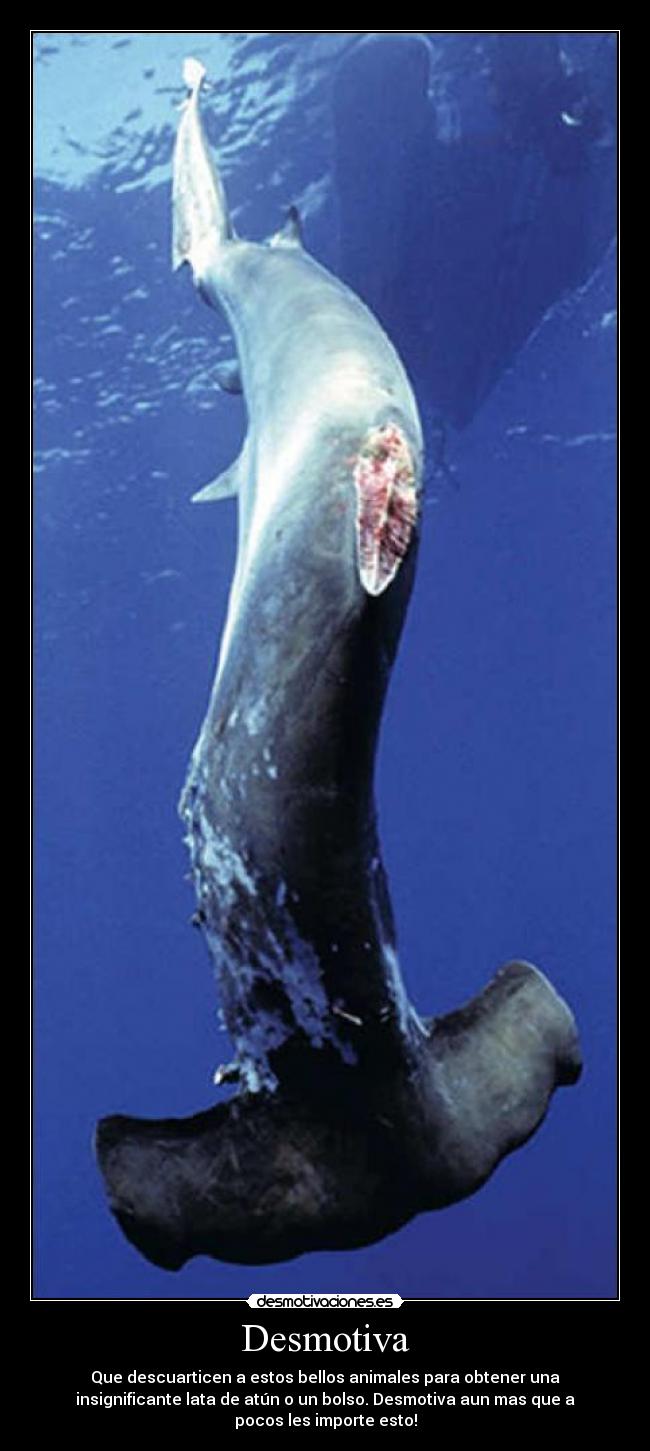 Desmotiva - Que descuarticen a estos bellos animales para obtener una
insignificante lata de atún o un bolso. Desmotiva aun mas que a
pocos les importe esto!