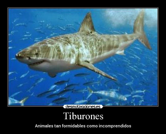 Tiburones - Animales tan formidables como incomprendidos