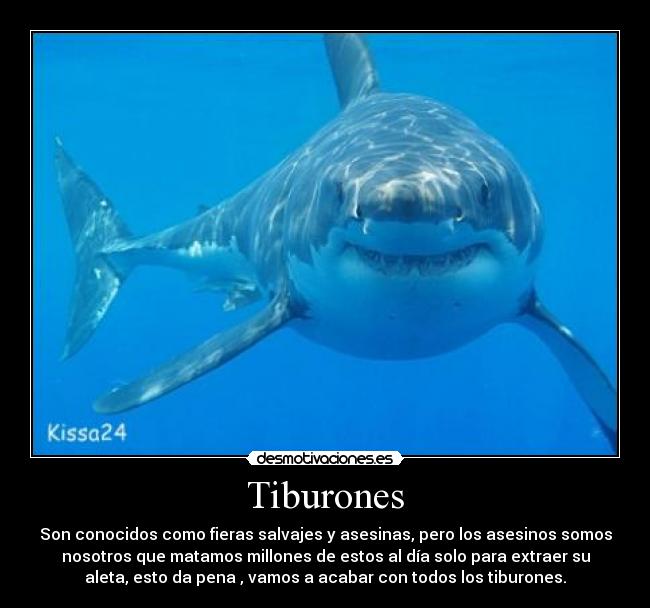 Tiburones - Son conocidos como fieras salvajes y asesinas, pero los asesinos somos
nosotros que matamos millones de estos al día solo para extraer su
aleta, esto da pena , vamos a acabar con todos los tiburones.