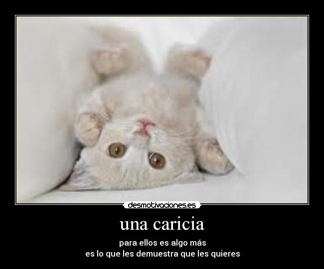 una caricia - para ellos es algo más
es lo que les demuestra que les quieres