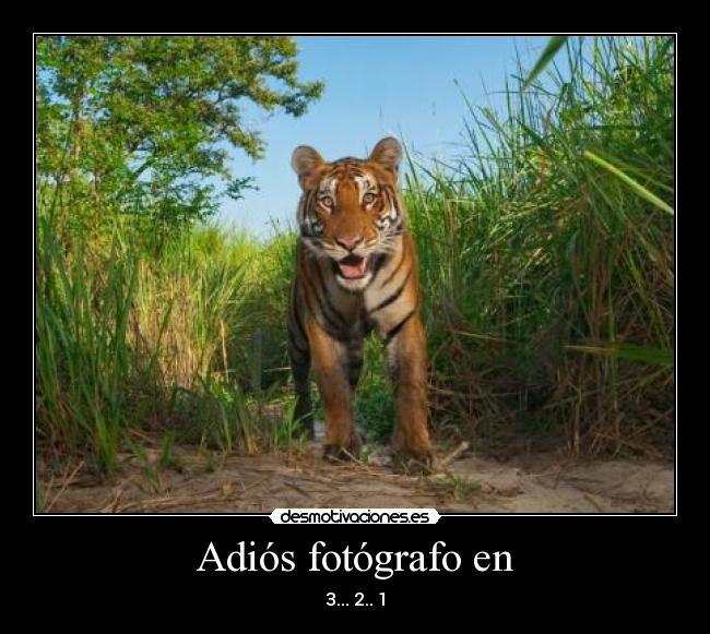 Adiós fotógrafo en - 3... 2.. 1