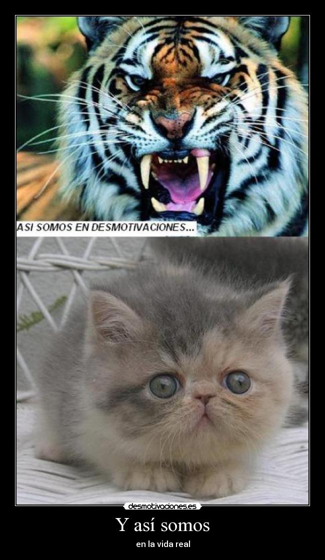 carteles somos vida real desmotivaciones gatostigre desmotivaciones