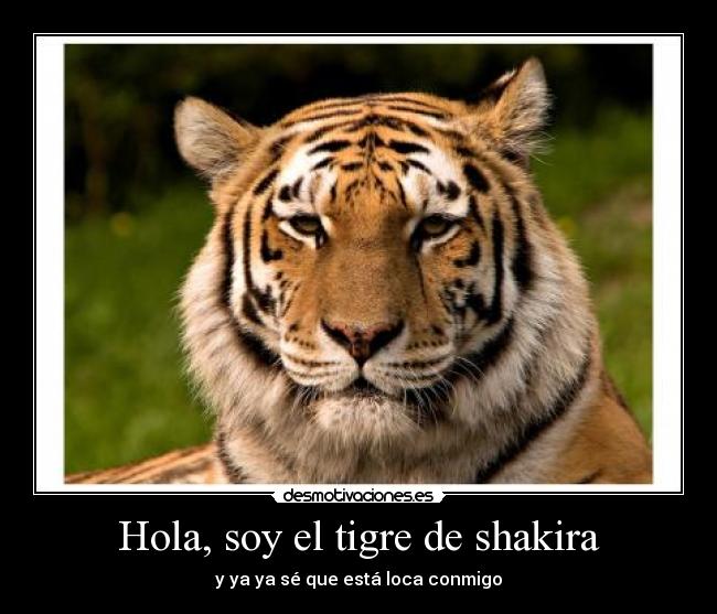 Hola, soy el tigre de shakira - 