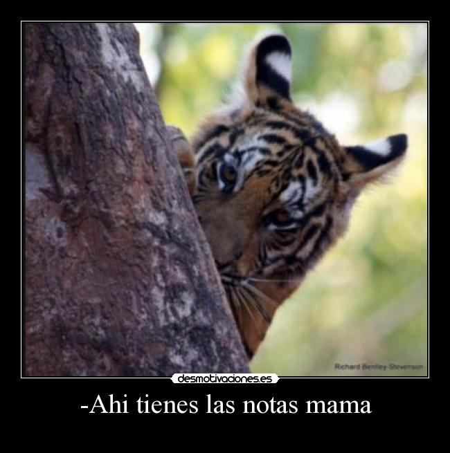 -Ahi tienes las notas mama -